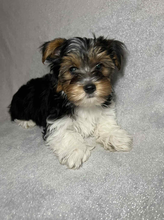 Teddy – Dark Parti Male Yorkie (Born June 26th)