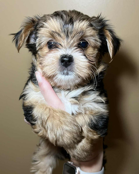 Hazel – Traditional Female Yorkie (AKC, Championship Bloodline)