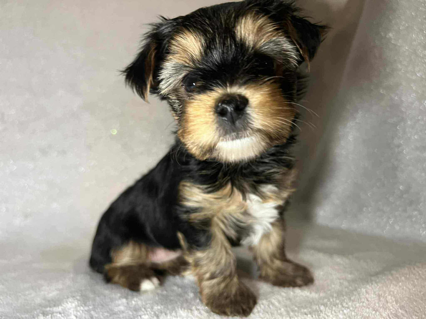 Bear – AKC Traditional Male Yorkie