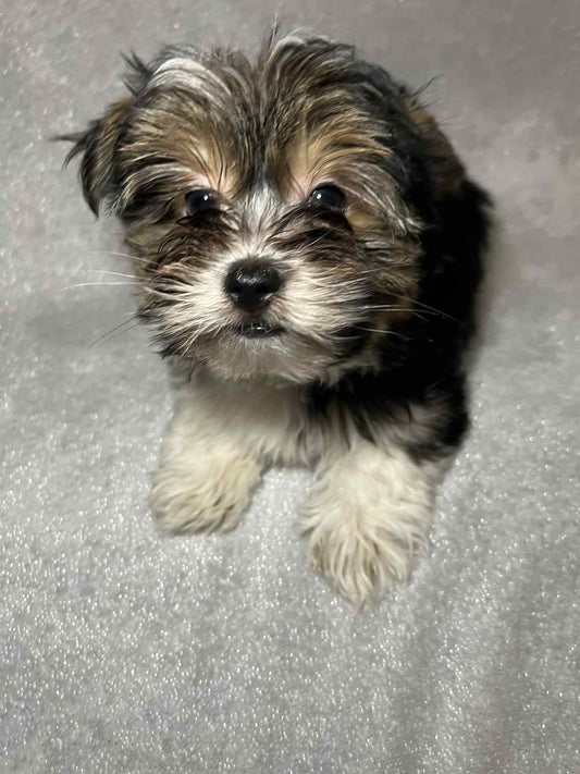 Cricket – Dark Parti AKC Male Yorkie