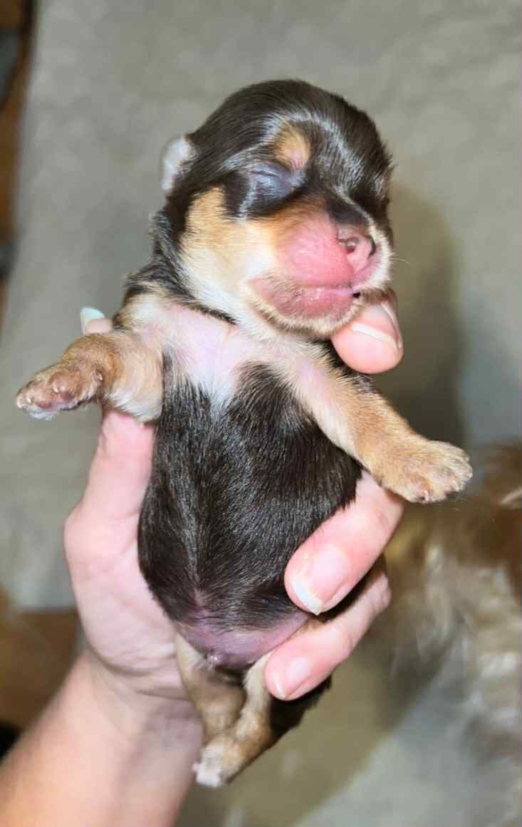 Rocky – Male AKC Yorkshire Terrier Puppy (Chocolate)