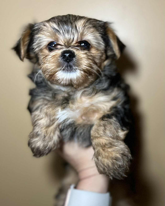 Bella – Traditional Female Yorkie (AKC, Championship Bloodline)